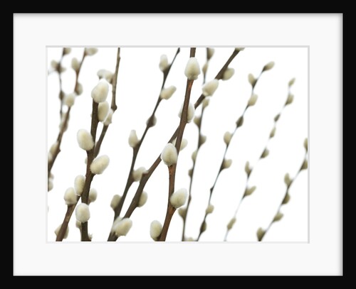 Pussy willow by Assaf Frank